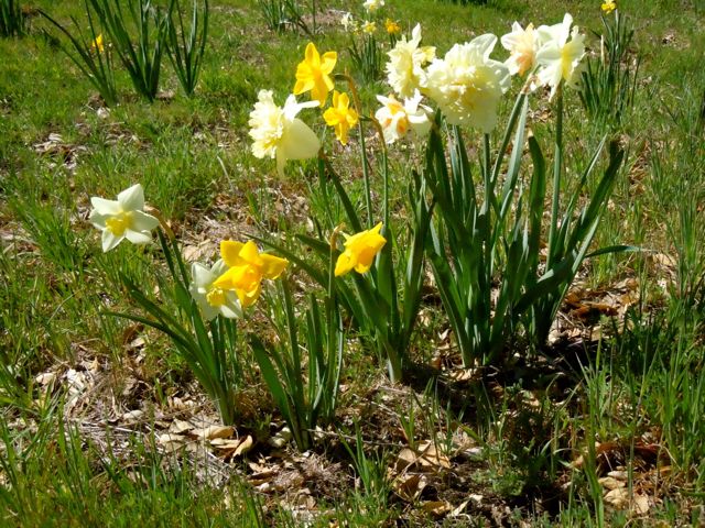 there are about five varieties of daffodil in this clump