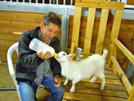 Mr F feeding the baby goat at the farm where we spent the weekend